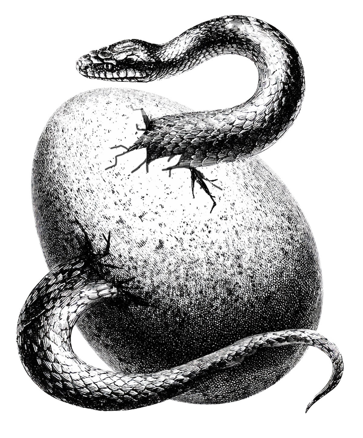 An engraving of a snake hatching from an egg